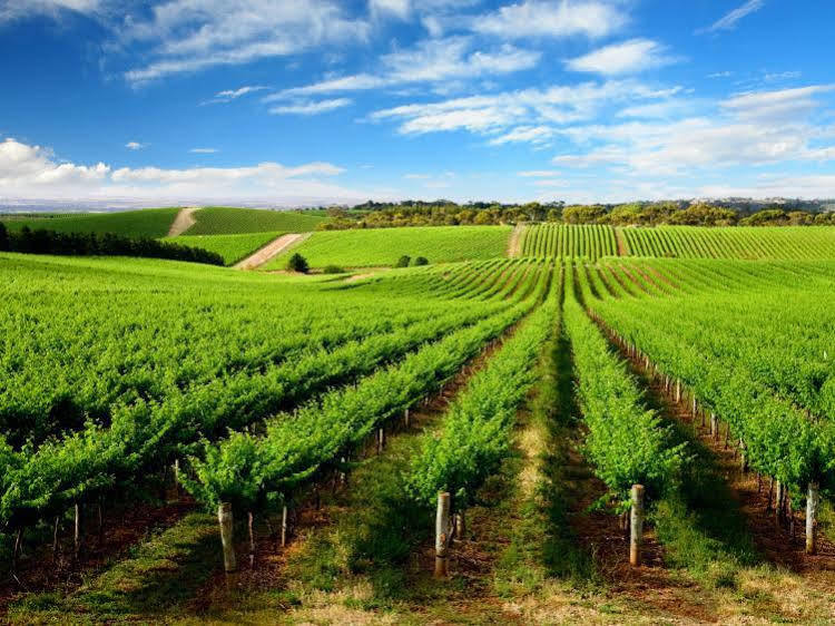 Bed & Breakfast Langmeil Tanunda